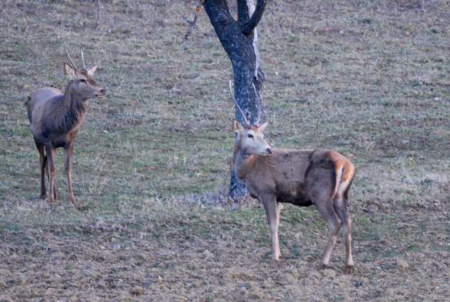 PASSIONE PER IL CERVO